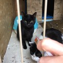 大人しいスタイリッシュな黒猫ちゃんです