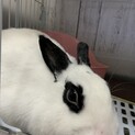 ミニウサギ