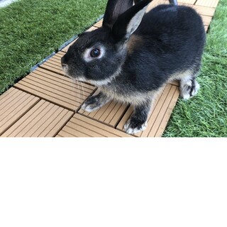 9ヶ月のミニうさぎ♂男の子（去勢手術済み）
