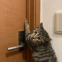 雑種　4ヶ月　キジトラ