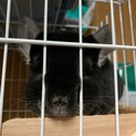 チンチラ♀1歳の里親さまを募集しています。