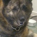 甲斐犬　オス　１０歳　里親募集です