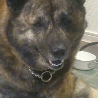 甲斐犬　オス　１０歳　里親募集です