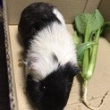 モルモット　3匹
