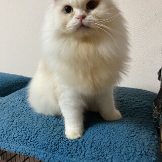 ロングヘアースコティッシュフォールドのナッツちゃん