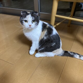 スコティッシュフォールド(三毛）☆小梅ちゃん