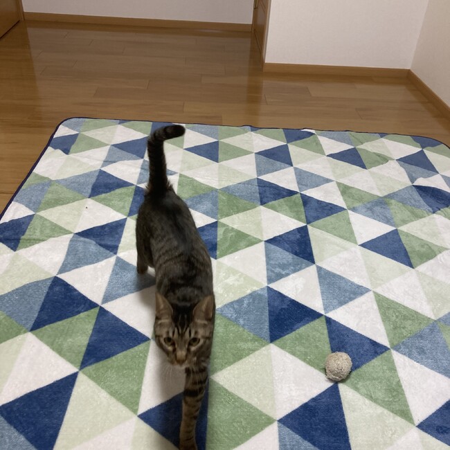 スカラとルトのカバー写真