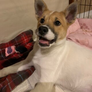ちょっぴりヤンチャな可愛いパピー★エコルちゃん