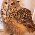 ベンガルワシミミズクの里親を募集しています。