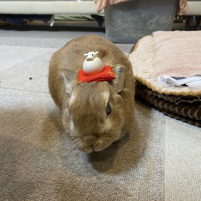 hamaoxoのカバー写真