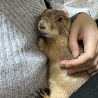 プレーリードック