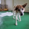 【里親決定】ありがとうございました！ サムネイル3
