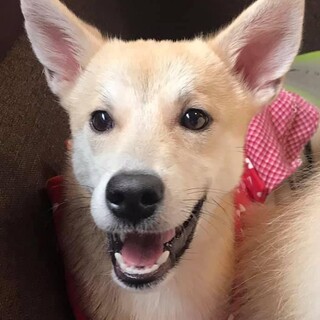 野犬の子供で恐がりですがとても美犬のレイラちゃん