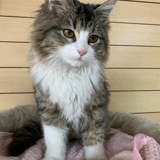 希望者有り募集受け付け一旦保留とさせてください！