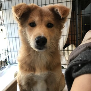 里親様決定☆ライ君★4.5ヶ月