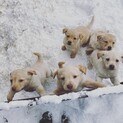 ラブラドールレトリバーの仔犬が４匹、里親募集です！