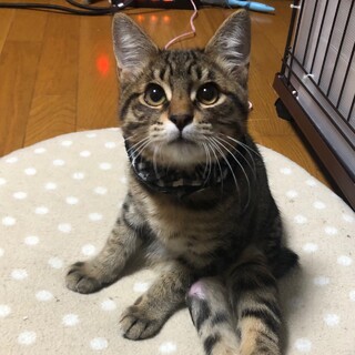 靴下をはいた猫【あんよ】下半身麻痺です。