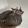 あもうさゆ