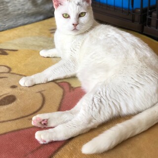 美猫ハッピー