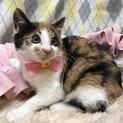 三毛ちゃんキジちゃん里親募集
