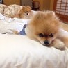 ティモみか