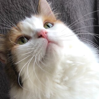 【2/9家族決定】兵庫県あゆさん