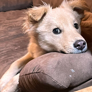 調布市の犬の里親募集情報まとめ ペットのおうち 月間利用者150万人