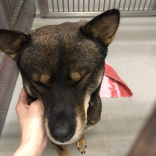 譲渡されました♡有難うございました！