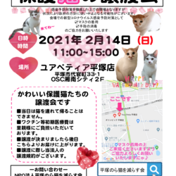 保護猫の譲渡会