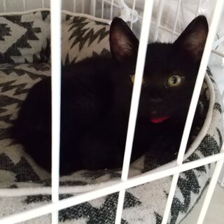 保護猫を迎えよう！No.93くん！黒猫！