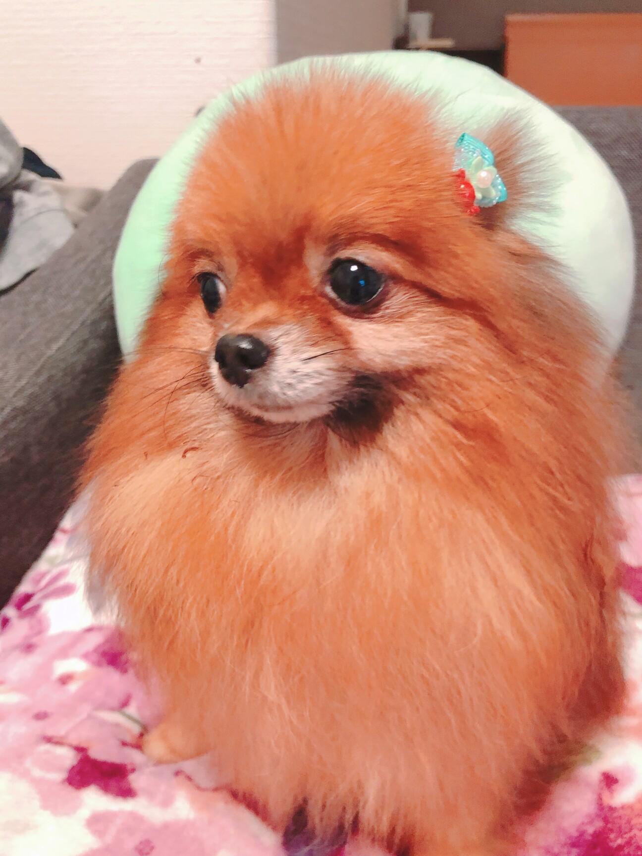 明るく可愛い ポメラニア 大阪府 犬の里親募集 ペットのおうち 月間利用者150万人 明るく可愛い ポメラニア 大阪府 犬の里親募集 ペットのおうち 月間利用者150万人