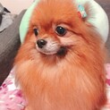 明るく可愛い♥ポメラニアン女の子5歳