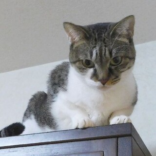 超甘えん坊な大人猫ちゃん　zoomお見合い可