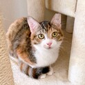 小ぶりな三毛猫♡「ミントちゃん」