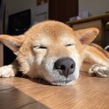 素敵な笑顔の柴犬くん男の子2歳半ぐらい