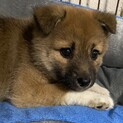 ももちゃんのずっとのおうち決定しました。