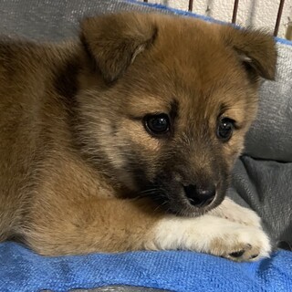 ももちゃんのずっとのおうち決定しました。