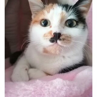 三毛猫女子　花ちゃん