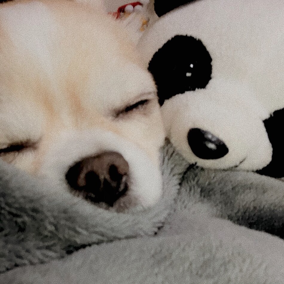 モカのカバー写真