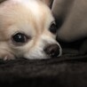 の写真