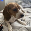ビーグル3歳の女の子。サンちゃん。