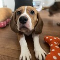ビーグル3歳男の子。バロンくん。