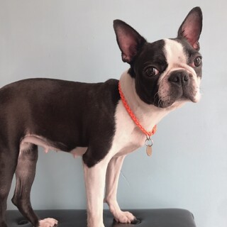 人懐っこい甘えん坊ボステリ♀️ミミ