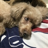 くー
