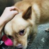切なげな顔の甘えん坊♪柴系ミックスの男の子 サムネイル3