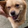 切なげな顔の甘えん坊♪柴系ミックスの男の子 サムネイル4