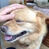 切なげな顔の甘えん坊♪柴系ミックスの男の子 サムネイル6
