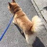 切なげな顔の甘えん坊♪柴系ミックスの男の子 サムネイル7