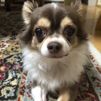 ちょこちー