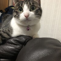 ミーちゃん
